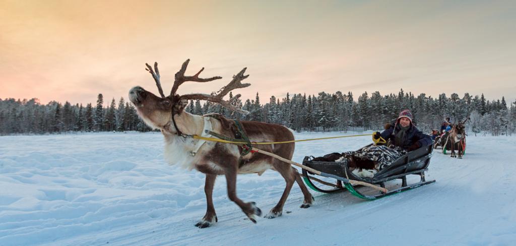 Entdecken Sie die exotische und unberührte Natur Lapplands bei einer Rentiersafari. Foto: Sergei Anashkevych