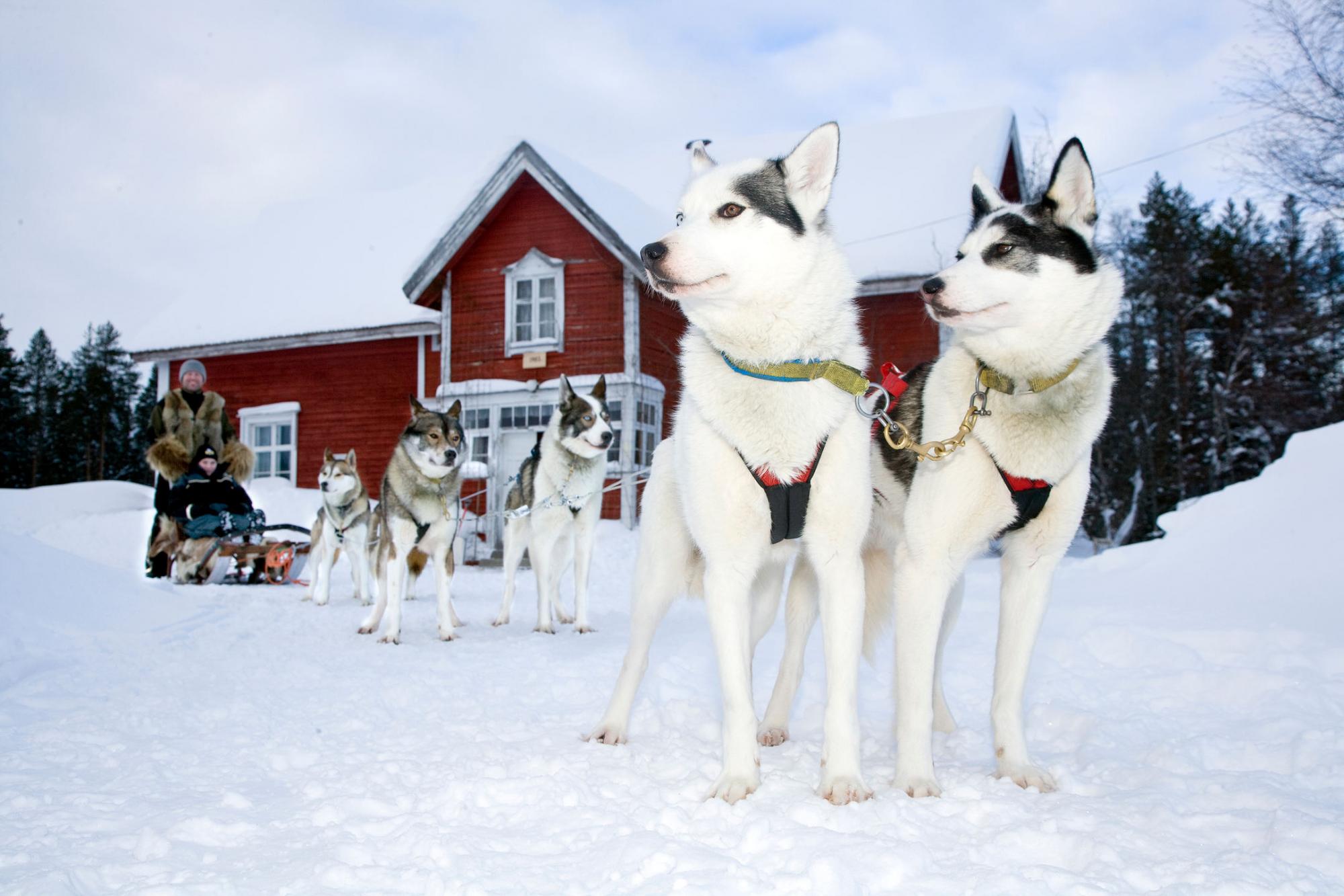 Für die perfekte Abwechslung sorgen unter anderem Huskytouren. Foto: Ranua Wildlife/Visit Finland